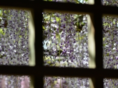DSC_9751-crop2