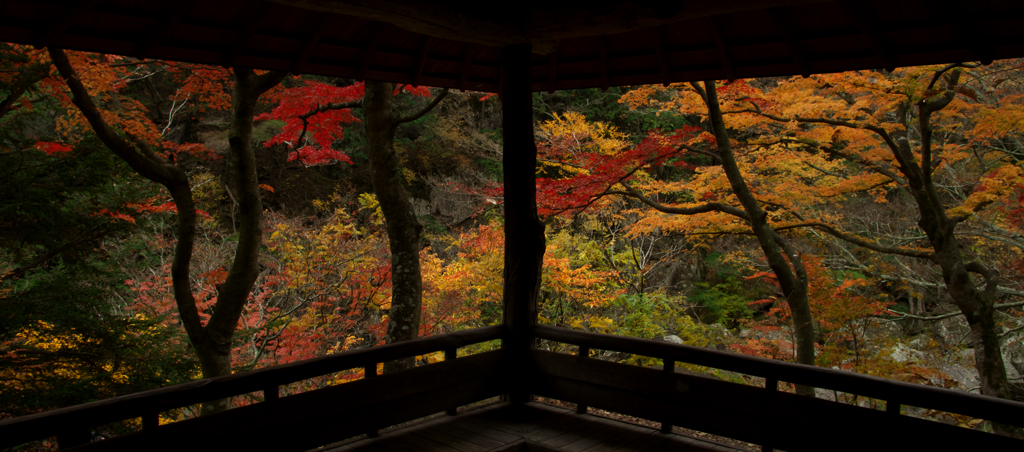 紅葉を臨む