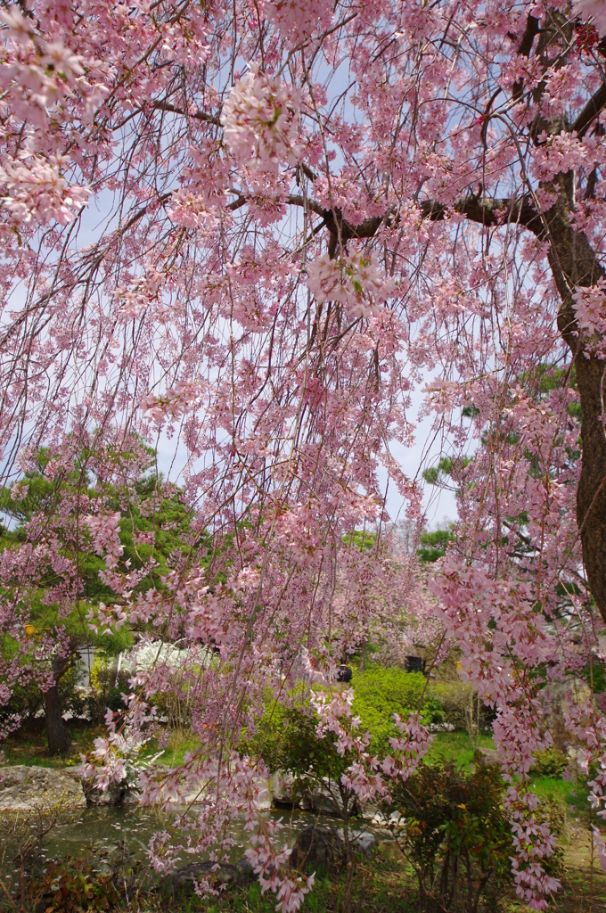 sakura カーテン