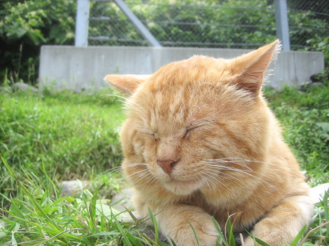 のんびり