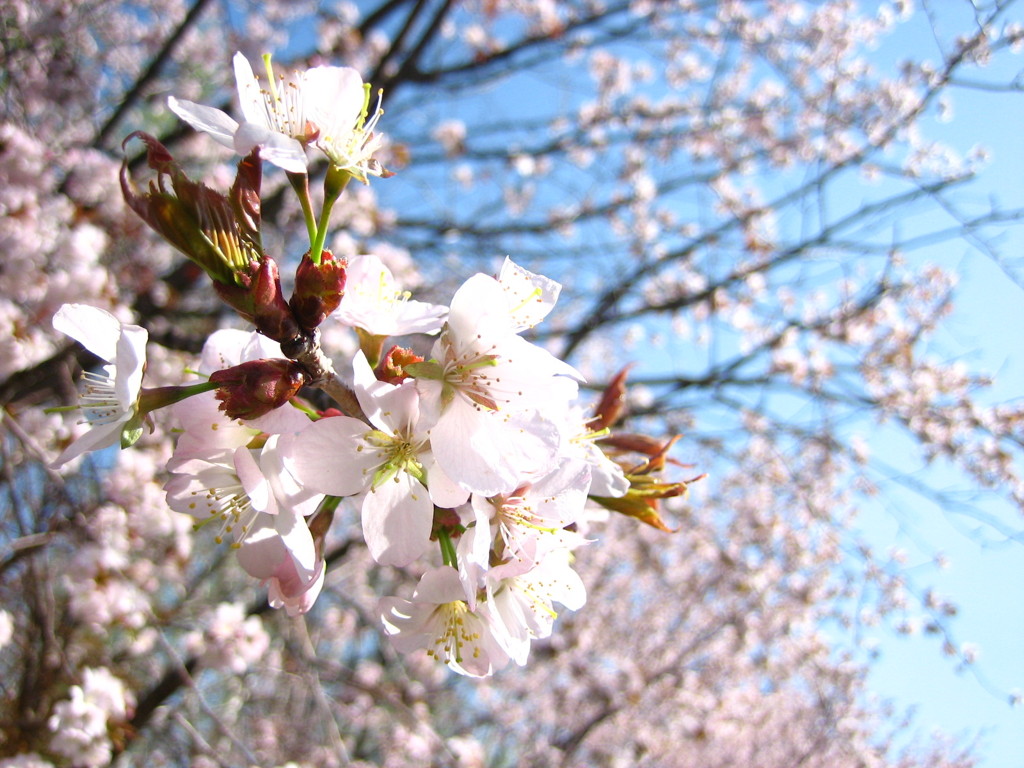 桜