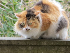 猫が来た