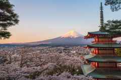 富士＆桜　（朝）