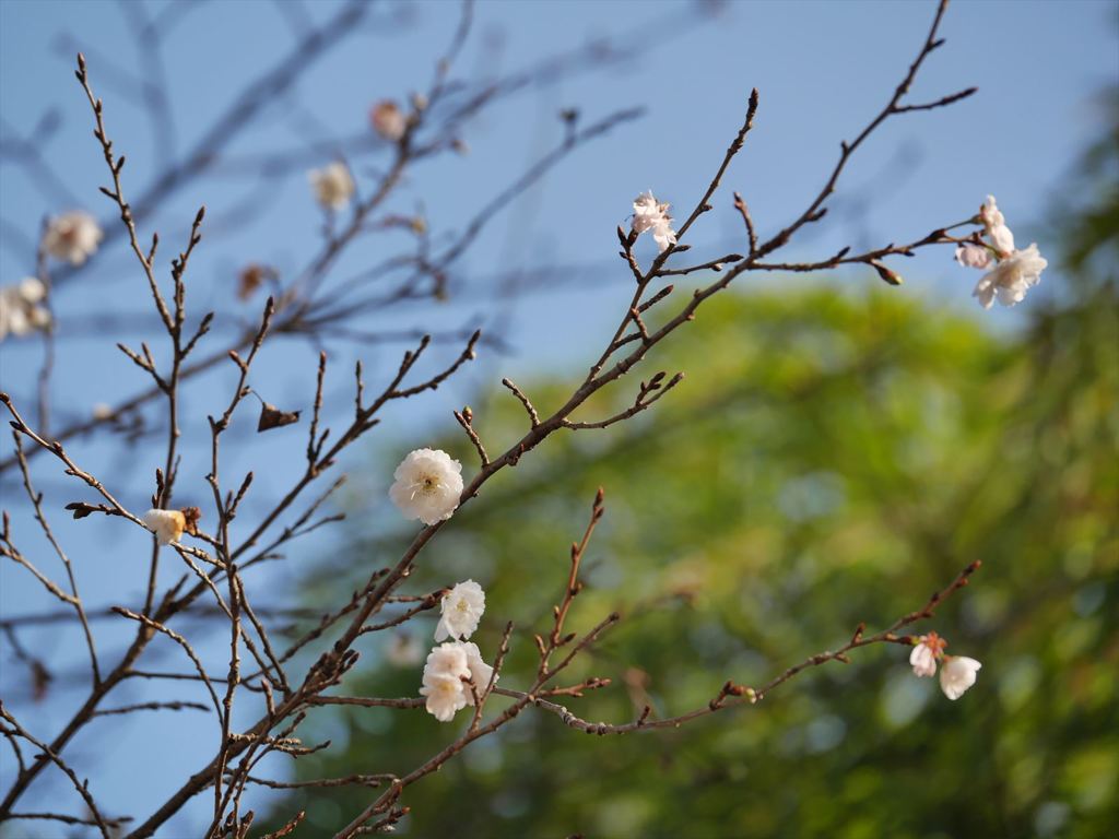P1090218_R