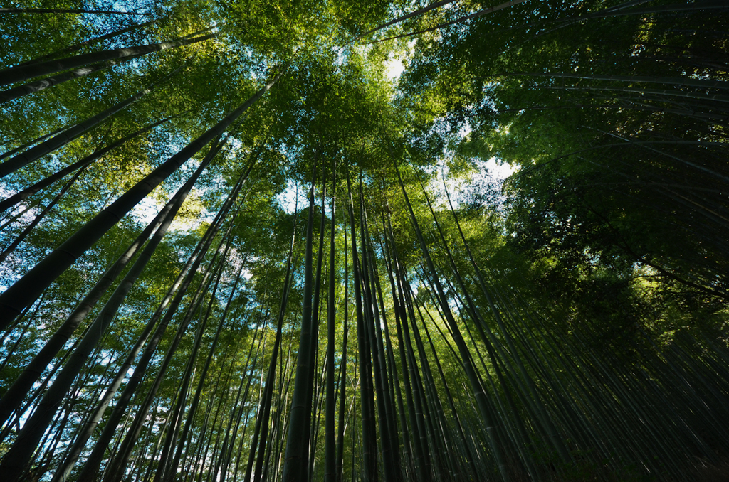 DSC_0515-1