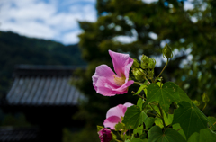 DSC_0465-1