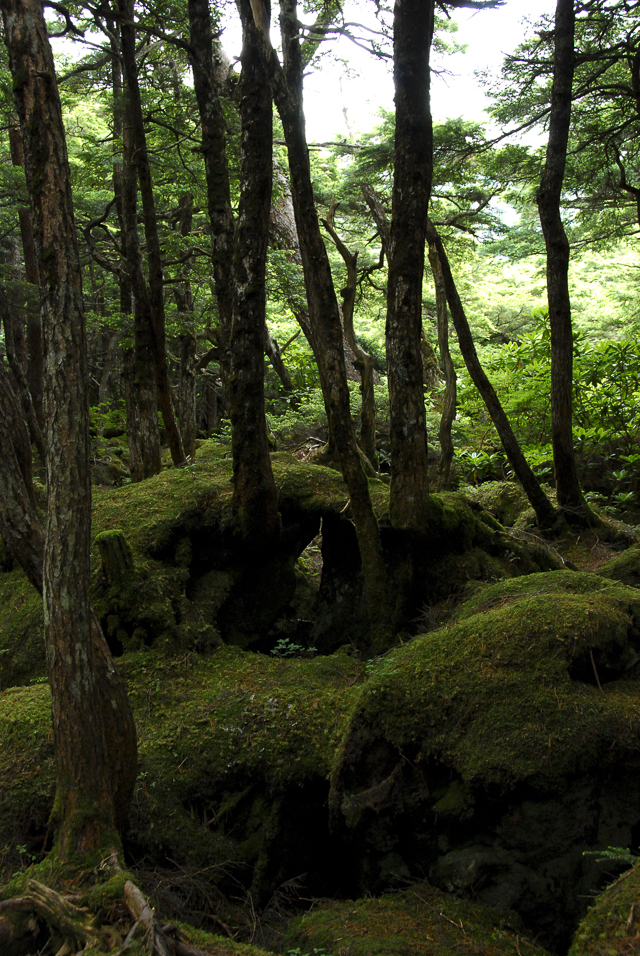 白駒池（八ヶ岳）