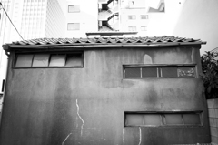 芝 #9