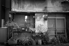 芝 #8