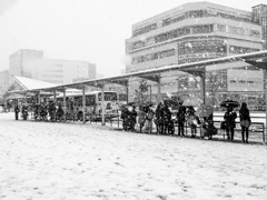 今日は雪