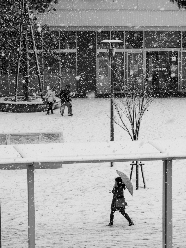 今日は雪