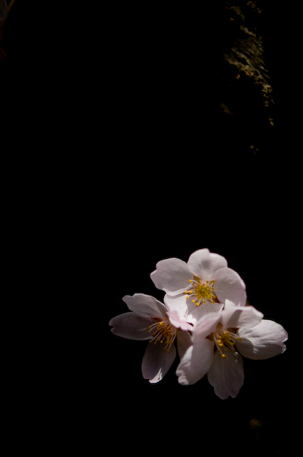 sakura nichidai 20100411