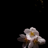 sakura nichidai 20100411