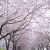 sakura #2