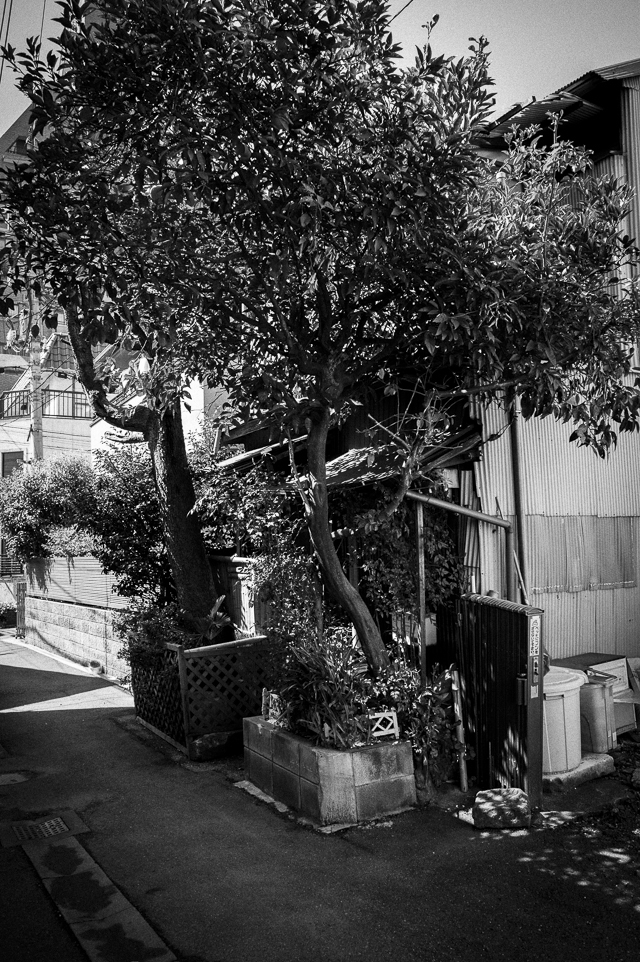 根津 #3
