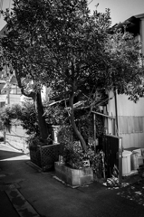 根津 #3
