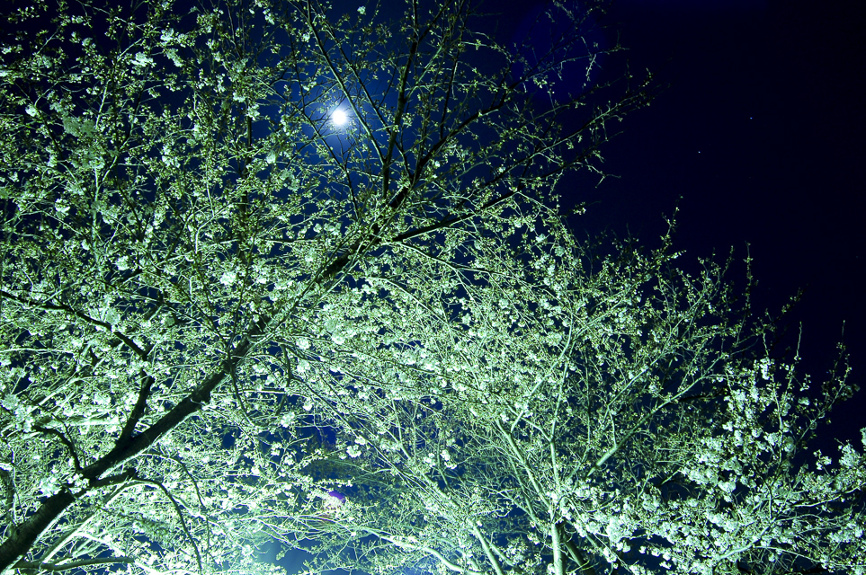 夜桜