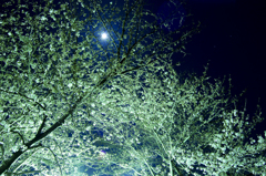 夜桜 夜桜