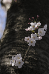 sakura