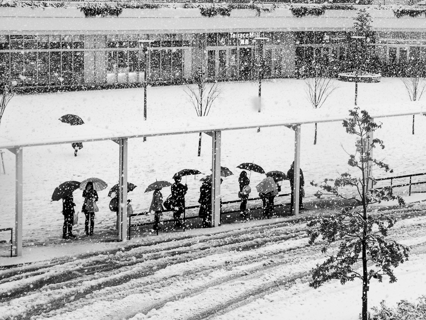 今日は雪