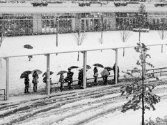 今日は雪