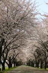 桜のトンネル