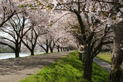桜のトンネル田んぼ側