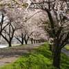 桜のトンネル田んぼ側