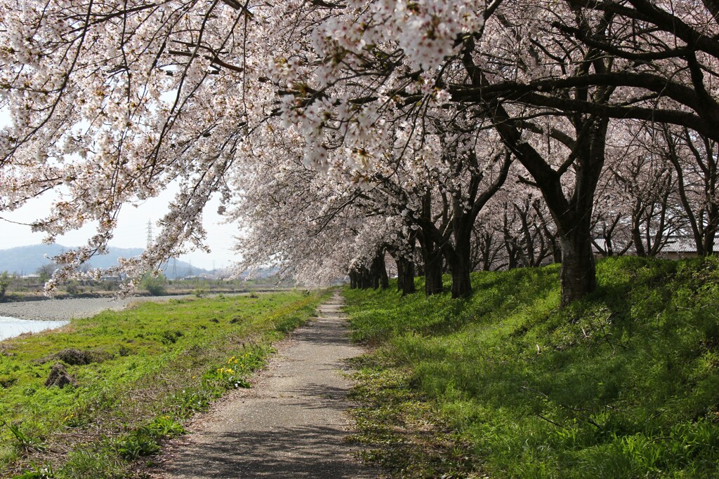 桜のトンネルの川側
