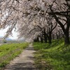 桜のトンネルの川側