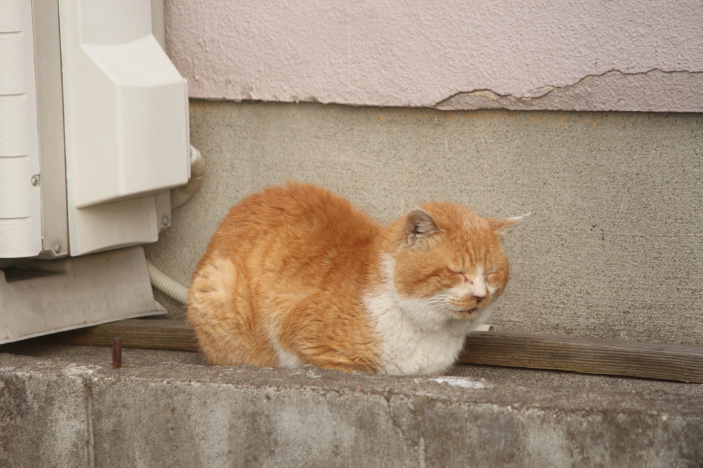 うつら、うつら