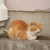 うつら、うつら