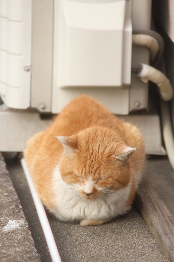 くー、くー