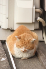 くー、くー