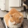 くー、くー