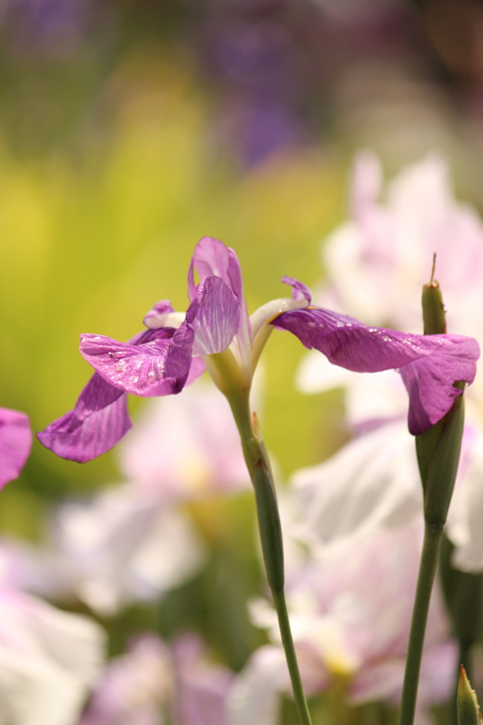 濡れる菖蒲
