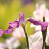 濡れる菖蒲