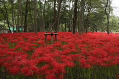 曼珠沙華の群生地