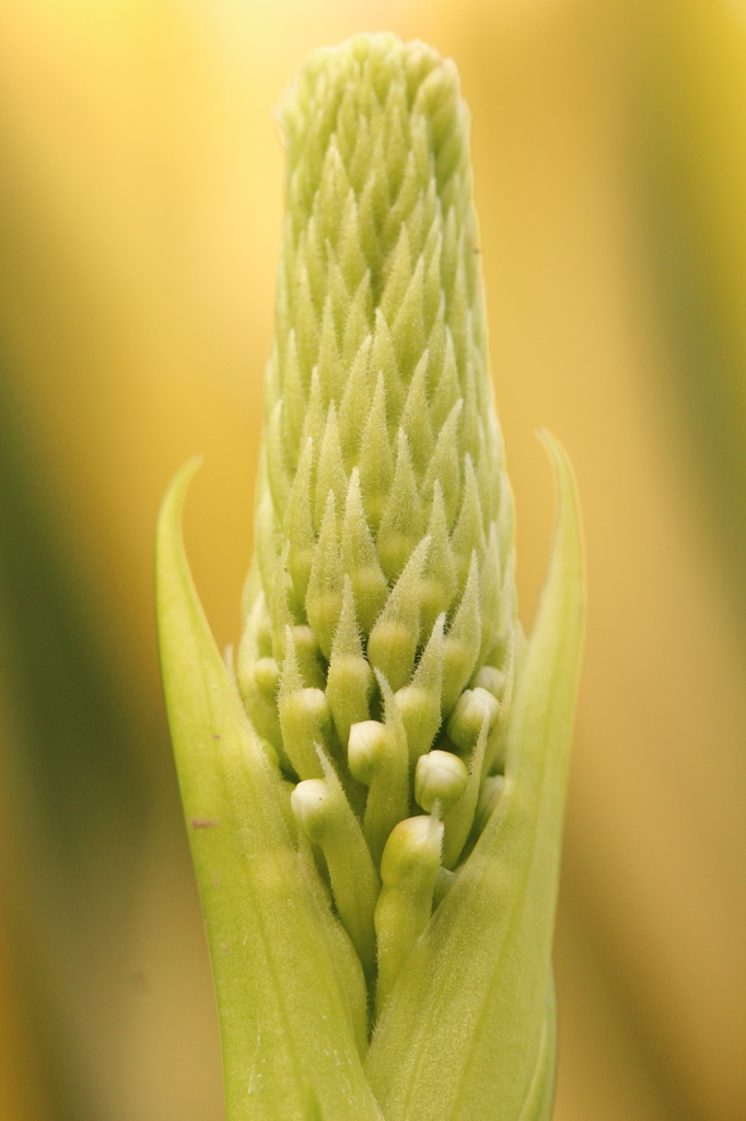 温室植物１