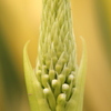 温室植物１
