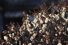 白玉開花
