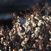 白玉開花