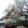 湯島天神梅まつり