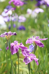 紫菖蒲