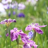 紫菖蒲
