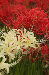 紅白
