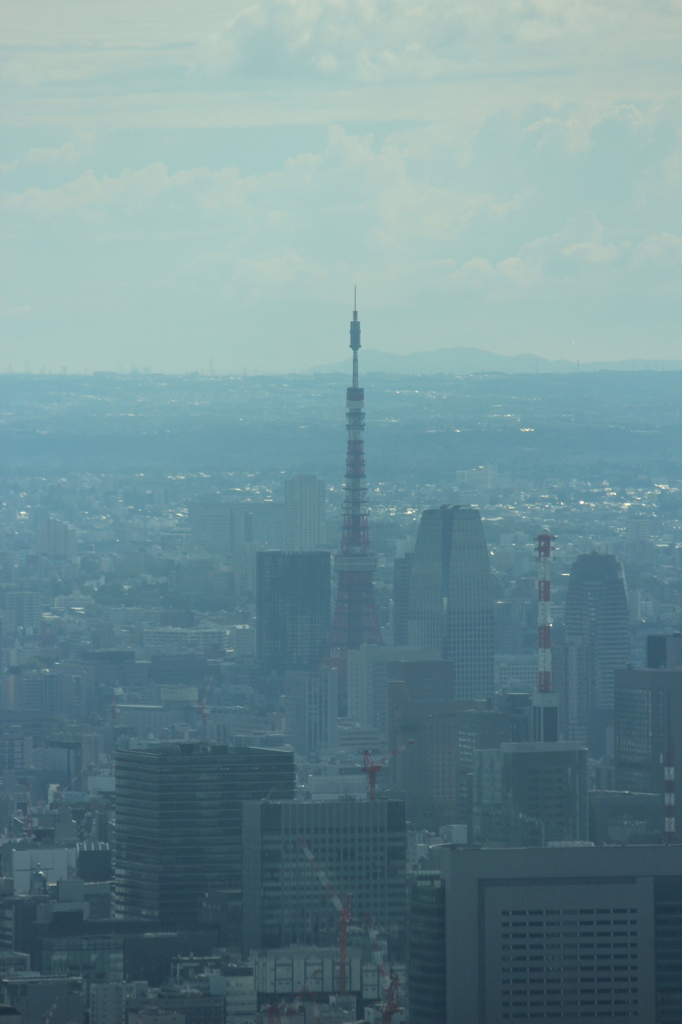 東京タワーより高い