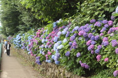 飛鳥山あじさいの道