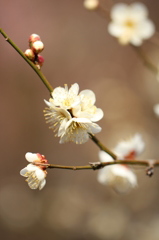 4つ花白梅