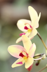 温室植物５
